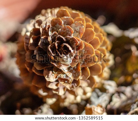 Macro flower pattern acorn