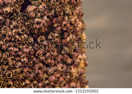 Pink and yellow barnacles living on fishing dock at the marina by the water. Royalty-Free Stock Photo #1352592002