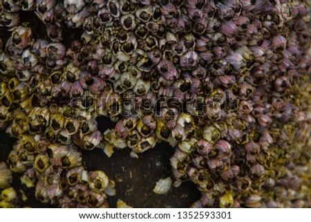 Pink and yellow barnacles on the dock at a tropical southern marina. Royalty-Free Stock Photo #1352593301