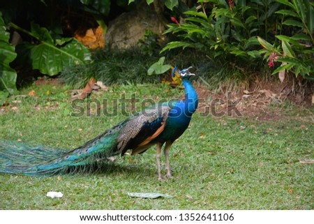 Peacocks roam wild in Hawaii, where Princess Kaiulani loved the birds with the piercing cry.  This male in Waimea displayed, not for peahens or people, but to drive off a bird smaller than a pigeon.  