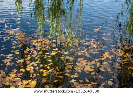 hanging green weeping willow tree leaves and branches over pond water