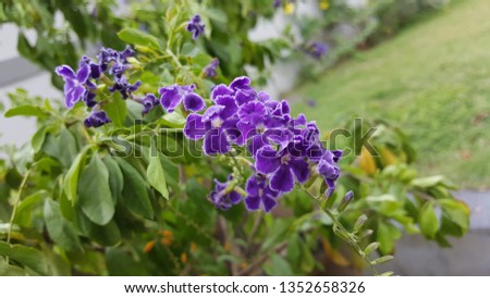 Purple Golden Dewdrop or Duranta erecta flower under the natural sunlight. It is a species of flowering shrub in the verbena family Verbenaceae. 