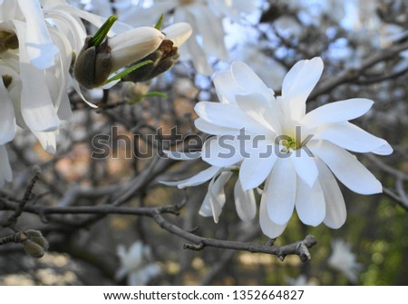 Showy and beautiful Magnolia stellata flowers close up.