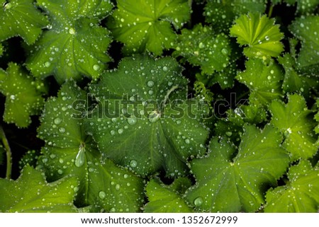 Green Leaf Water Drops