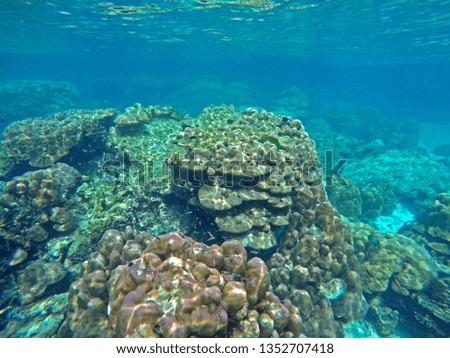 Under water world, Fish & coral