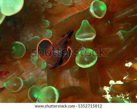 Closeup and macro shot of Spine-Cheek Anemonefish during a leisure dive in Tunku Abdul Rahman Park, Kota Kinabalu, Sabah. Malaysia, Borneo.