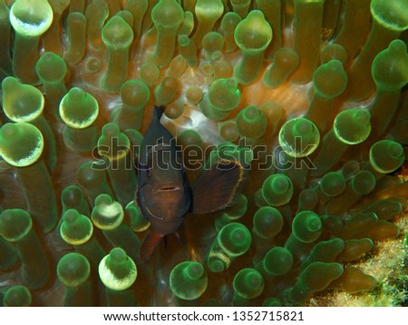 Closeup and macro shot of Spine-Cheek Anemonefish during a leisure dive in Tunku Abdul Rahman Park, Kota Kinabalu, Sabah. Malaysia, Borneo.