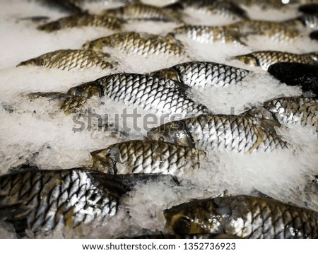 Many fish are frozen in rows in the market