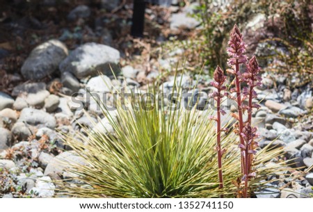 Orobanche minor is a holoparasitic angiosperm belonging to the genus Orobanche; a genus of about 150 non-photosynthetic plants that parasitize other autotrophic plants.