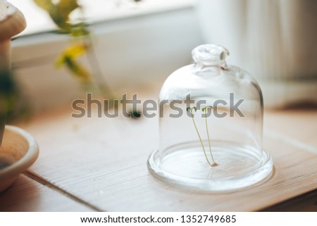 fresh green plant under a glass cap jar bulb bank on the spring window.