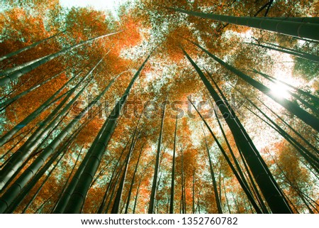 Autumn scene with bamboo forest abstract detail beauty in nature background.