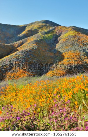 Views of California Poppies (Eschscholzia californica) and other flowers during the California Super Bloom from the Walker Canyon Trail near Lake Elsinore, California, USA on March 14, 2019