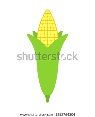 Ear of corn isolated. maize vector illustration. Ripe fetus