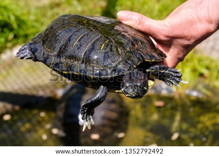 Photo picture Common turtle Slider Trachemys scripta animal reptile amphibian
