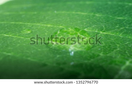 The water drop on tree leaf, macro rain drop on leaf texture