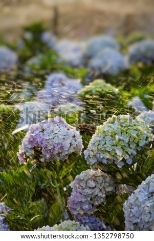 hydrangeas flowers blossom in dalat