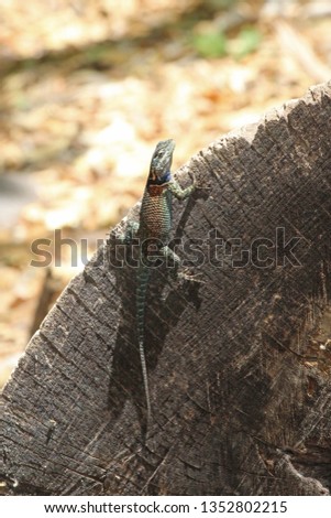Yarrow's Spiny Lizard (Sceloporus jarrovii)