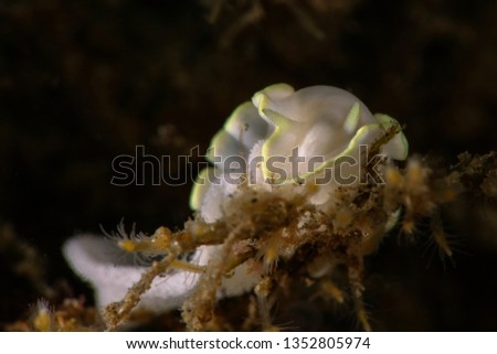 Nudibranch Glossodoris buko laying eggs. Picture was taken in Ambon, Indonesia