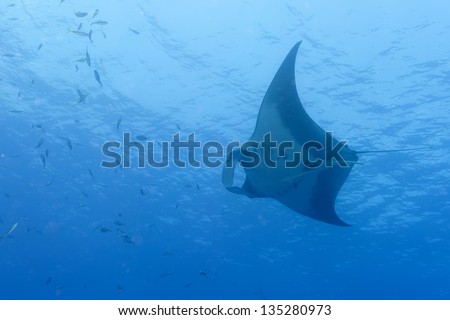 A manta in the deep blue sea