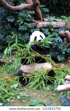 cute eating panda