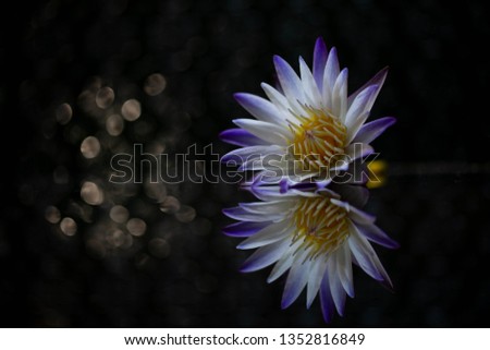 Lotus flowers on reflective glass