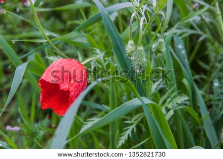 Poppy flower in the fresh green grass in the spring