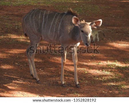 kudu standing on the ground.