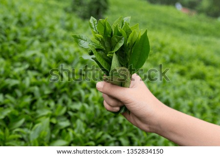the child cut the tea leaves in the field from Rize / Turkey.