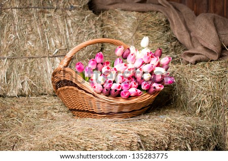 Tulips in the basket on the background of hay.