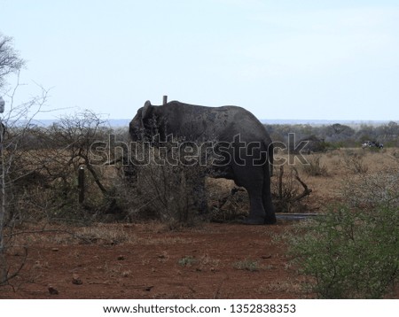 Elephant standing on the ground.