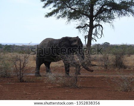 Elephant standing on the ground.