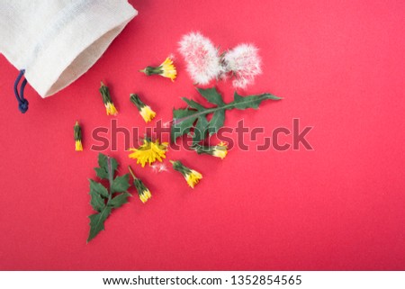 A dandelion parachute ball between other two yellow dandelion flowers. Beautiful dandelion background in white and yellow colors as colorful floral composition.