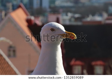 A picture of seagull in Tallinn, Estonia