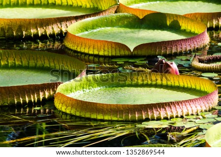 Huge floating lotus, Giant Amazon water lily. Victoria Regia leaf. Royalty-Free Stock Photo #1352869544