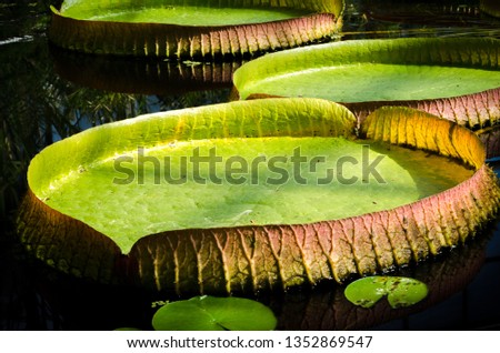 Amazonian big water lily. View of a leaf of Victoria Regia. Huge floating lotus,Giant Amazon water lily. Royalty-Free Stock Photo #1352869547