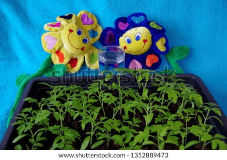 Tomato seedlings and a glass of water with toys on a blue background