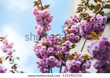 Cherry blossom is a flower of several trees of genus Prunus, particularly the Japanese cherry, Prunus serrulata, which is called sakura after the Japanese