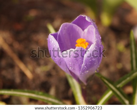 Crocus Vernus Flower Record:
purple crocus with yellow stamens in the morning garden with water drops. Macro. Spring. 

