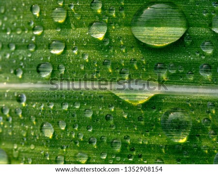 Dew drops on sugarcane leaves
