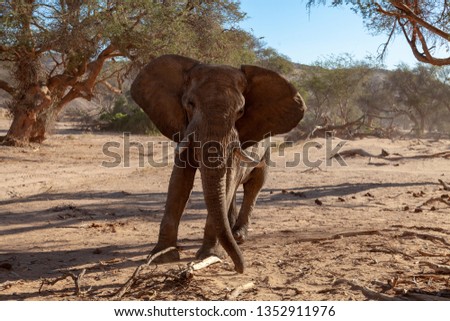 desert elephant deserts and nature in national parks africa namibia