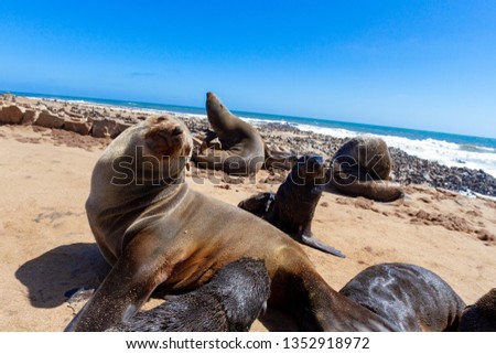 cape fur seal deserts and nature in national parks africa namibia