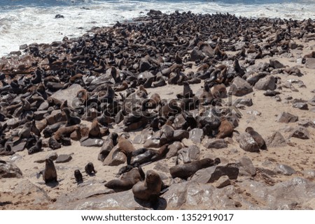 cape fur seal deserts and nature in national parks africa namibia