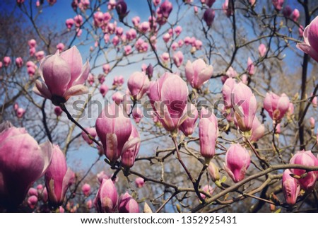 Pink saucer magnolia 'Lennei' or Magnolia soulangeana buds start to bloom in the sunlight, early spring