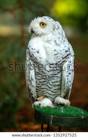 Portrait of a nice Snowy Owl