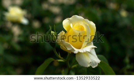 Beautiful yellow rose in closaup
