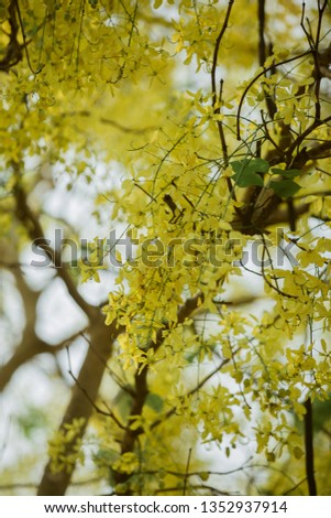 Flowers multiply yellow Royalty-Free Stock Photo #1352937914