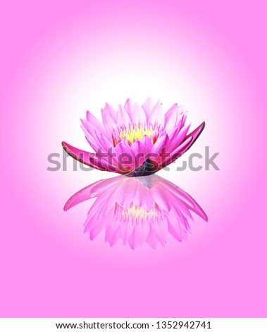 Pink lotus pink background