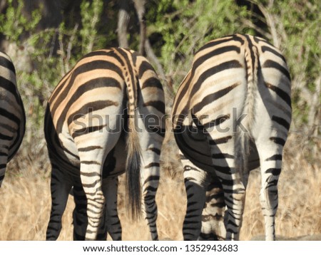 Zebra's at the drinking hole.