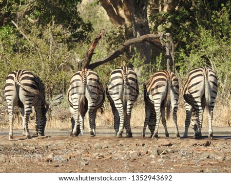 Zebra's at the drinking hole.