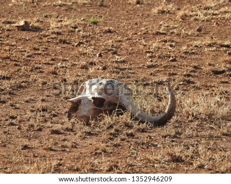 Water buffalo skull lying on the ground.